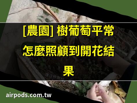 樹葡萄｜葡萄種多久可以結果?