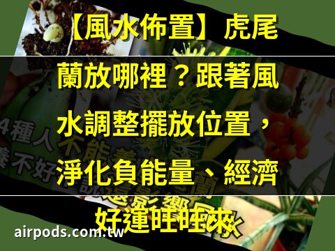 金邊虎尾蘭 風水