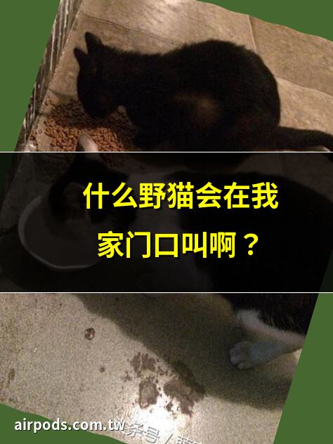 為什麼野貓會在我們家門口叫啊？｜有隻野貓,一直在我家門口叫!急求解釋!