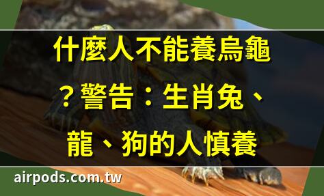 新手養龜懶人包｜【養烏龜懶人包】：從新手到專家，1篇就搞定