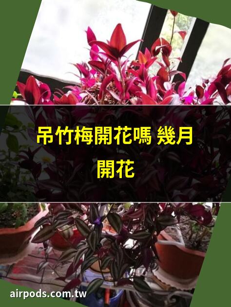 吊竹梅開花嗎｜吊竹梅養多長時間會開花