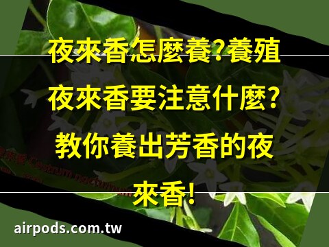 夜來香開花期
