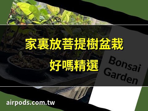 菩提樹盆栽