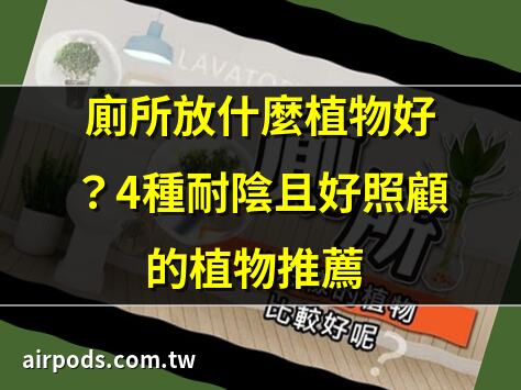 廁所植物選擇指南：提升空間氛圍與空氣品質的最佳選擇｜廁所可以放植物嗎？浴室綠植佈置完整指南：打造舒適又潔淨的綠意空間