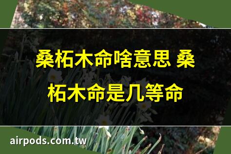 解析桑拓木命的男人一生運勢｜八字納音五行解析桑拓木