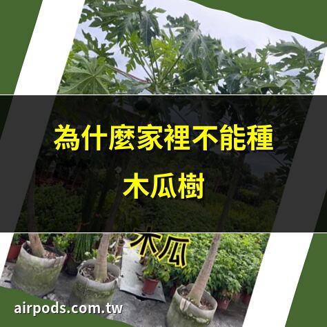 為什麼家門口不能種木瓜樹 —【耕種幫種植網】｜為什麼家裡不能種木瓜樹