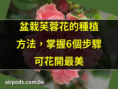 芙蓉花怎麼養，芙蓉花的養殖方法和注意事項｜木芙蓉種植方法和注意事項