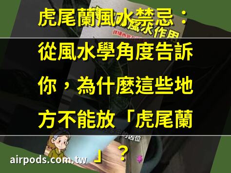【風水佈置】虎尾蘭放哪裡？跟著風水調整擺放位置，淨化負能量、經濟好運旺旺來 ｜家裡為什麼不能養虎尾蘭？虎尾蘭擺放風水及養護指南