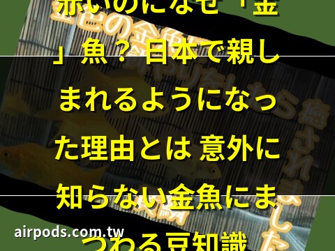 金魚 金色