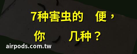 老鼠屎長什麼樣？你真的清楚嗎？｜揭祕：如何精準識別老鼠屎的六大特徵