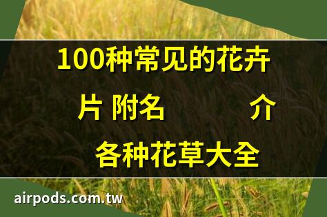 《花草也有小祕密》一本描述身邊常見30種花草的漫畫圖鑑｜草花具體指哪些花