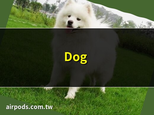 狗